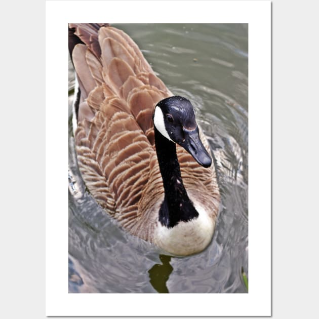 Canada Goose Up Close Wall Art by Viking Visual - Lori Svensen